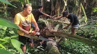 viral!!! bocil kampung mau ambil kelapa muda tidak bisa manjat langsung tebang pohonnya