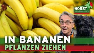 Stecke Ableger in eine Banane und es passiert Erstaunliches I Horst sein Schrebergarten