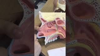 Anatomia da Cavidade Nasal