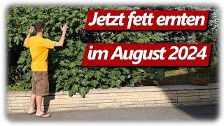 Gartenarbeit August | Feigen, Pfirsich, Gurken, Tomaten, Beeren für die Selbstversorgung