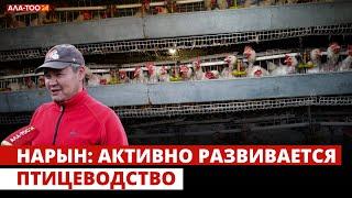 Нарын: Активно развивается птицеводство