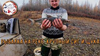 Рыбалка в Якутии/Добираемся на вездеходе ТРЭКОЛ/Отдых в осенней  тайге