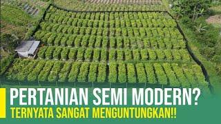 INOVASI PERTANIAN TANAMAN CABAI | PERTANIAN SEMI MODERN