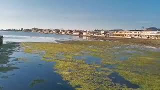 Los Nietos Beach (Spain) status update may 2020 -- Mar Menor Ecocide #SOSMarMenor