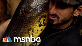 Eaten Alive: Anaconda Swallows Paul Rosolie | msnbc