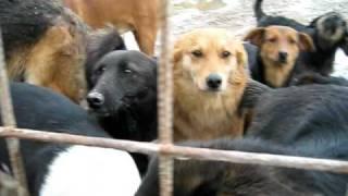Bosnian street Dogs