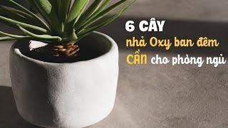 TOP 6 loại cây nhả Oxy ban đêm, cần có trong phòng ngủ