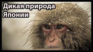 Дикая природа Японии (Снежные обезьяны и вулканы)