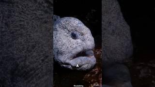 Wolf eels is an extremely peculiar species of fish.