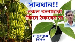 সঠিক কলা  চারা নির্বাচন ও অতি সহজ পদ্ধতিতে কলা চারা রোপণ পদ্ধতি|| banana plant