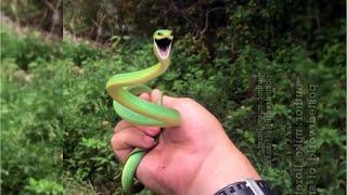 Holding Snake in Hand