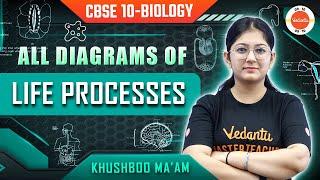 All Diagrams of Life Processes | Class 10 Biology - Science | CBSE Board Exam 2024