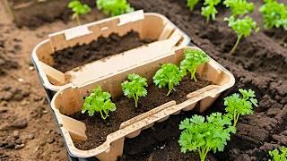 Before planting parsley, check out this egg carton trick! Your garden will flourish!