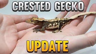 My 8 Favorite Crested Geckos From 2022!