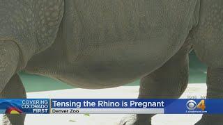 Denver Zoo Announces Rhino Named Tensing Is Pregnant