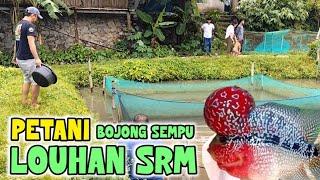 AMBIL IKAN LOUHAN DI EMPANG PEMBESARAN || PETANI IKAN LOUHAN DESA BOJONG SEMPU