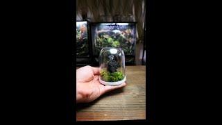 How to Make a Unique Terrarium!