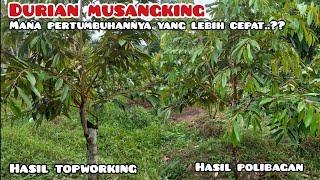 DURIAN MUSANGKING HASIL TOPWORKING DAN POLIBAGAN MANA YANG PERTUMBUHANNYA LEBIH CEPAT