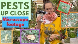 PESTS up close.. Thrips, spider mites and more | Plant with Roos