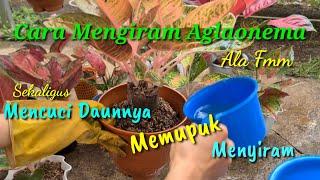 CARA MENYIRAM AGLAONEMA ALA FMM - Komplit Mencuci, menyiram, memupuk