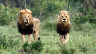 Two MASSIVE Male Lions Enter the Arena (Mbiri Males)