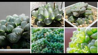 How To Grow And Care For Haworthia Cooperi: A Comprehensive Guide