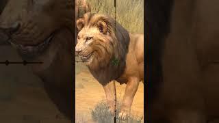 Shooting animals game | catching a Lion