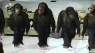 Happy Birthday, Dancing Chimps Style!