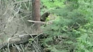 Au Train Falls Bigfoot Footage Analysis