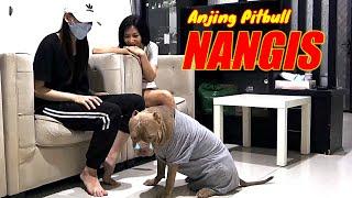 LUCU BANGET ! Anjing Pitbull Nangis Dan Marah | Anjing Pintar #hewiepitbull