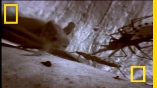 Assassin Bug vs. Bat | National Geographic