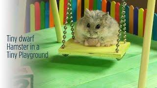 Tiny Dwarf Hamster in a Tiny Playground