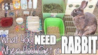 What You Need When You Get A Rabbit