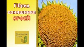 Соняшник Орфей , опис гібриду  - насіння в Україні