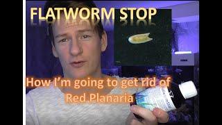 Flatworms Taking over !!! Pest Control. How i plan to get rid of them in my Reef tank.