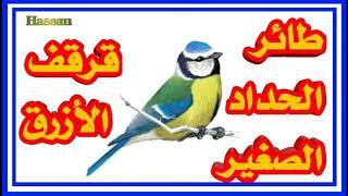 تغريد طائر القرقف الأزرق   حداد الصغير Messange blue