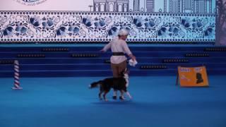 ЧМ по танцам с собаками в рамках World Dog Show 2016. Выступление Италии