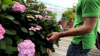 Awesome Williamsburg rooftop garden - Urban Garden video