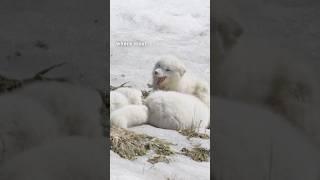 How Arctic Foxes Survive in Extreme Cold ️