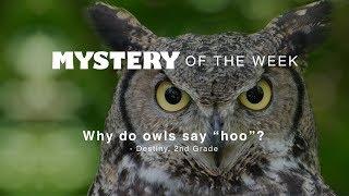 Why do owls say hoo?