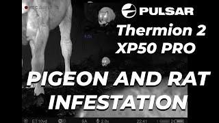 Pigeon and Rat Infestation Clear Up with the Pulsar Thermion 2 PRO Thermal Scope