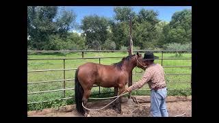 How To Teach A Horse to Pick Up Its Hooves For The First Time