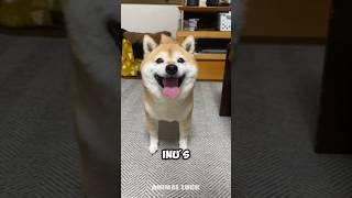 Introducing the Shiba Inu  a very cute pet dog breed #shibainu #shibadog #shibainupuppy