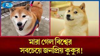 ইলন মাস্কও এই কুকুরের ছবি শেয়ার করেছিল! | Meme Dog | Rtv News