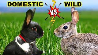Wild VS. Domestic Rabbits: The Differences!