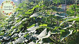 THE KEY TO VERTICAL GARDENING IN A SMALL AREA!