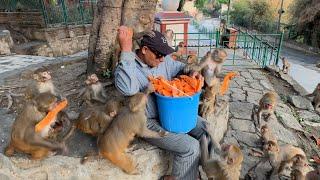 My cute monkey friends and dogs are very satisfied to get verities of food