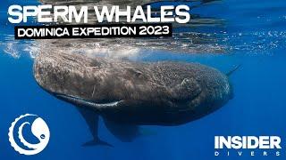 Sperm Whales of Dominica