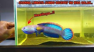 Cara Melatih Ikan Channa Limbata Biar Galak || Perawatan Ikan Channa Limbata Hasil Mancing