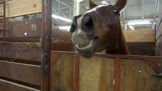 30 Minutes of HILARIOUS Horses | Best Compilation